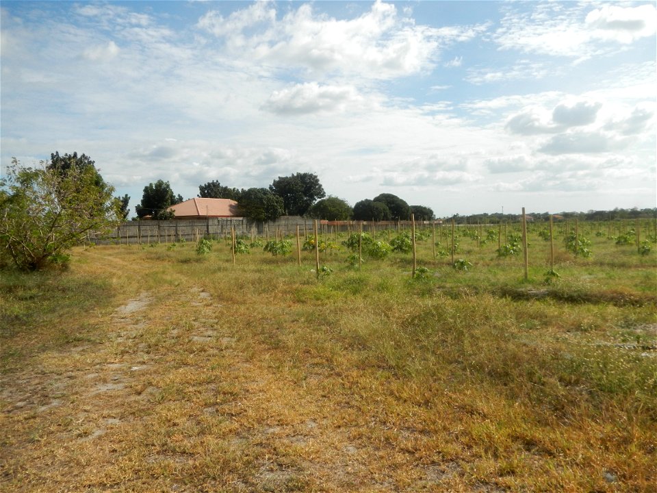 Carica papaya plantations in Camuning, Mexico, Pampanga Camuning barangay road, Mexico, Pampanga North Luzon Expressway Mexico Exit 72 - Dalisdis Overpass Bridge & Trumphet Interchange (NLEx, Mexi photo