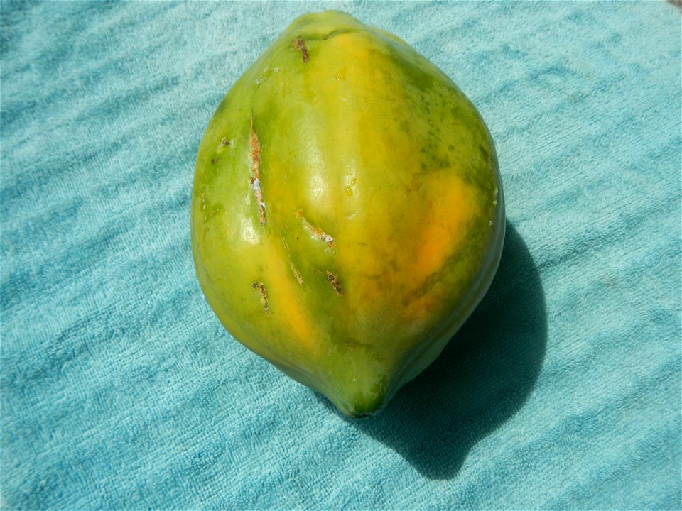 Chrysophyllum cainito (fruit) Saba banana Carica papaya in the Philippines Carabao (mango) taken in Barangay Poblacion 14°57'17"N 120°54'2"E Baliuag, Bulacan, Bulacan province (Note: Judge Florentino 