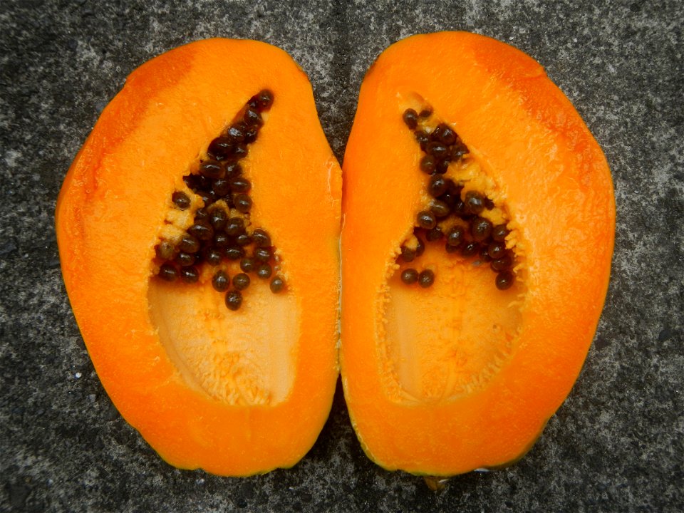 Carica papaya (Note: Judge Florentino Floro, the owner, to repeat, Donor Florentino Floro of all these photos hereby donate gratuitously, freely and unconditionally Judge Floro all these photos to and