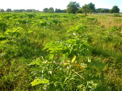 Carica papaya plantations in Angat, Bulacan Trees, grasslands, paddy and vegetable fields in Marungko barangay road, Angat, Bulacan Barangay Marungko  14°56'53"N 121°0'40"E Angat, Bulacan, Bulacan pro