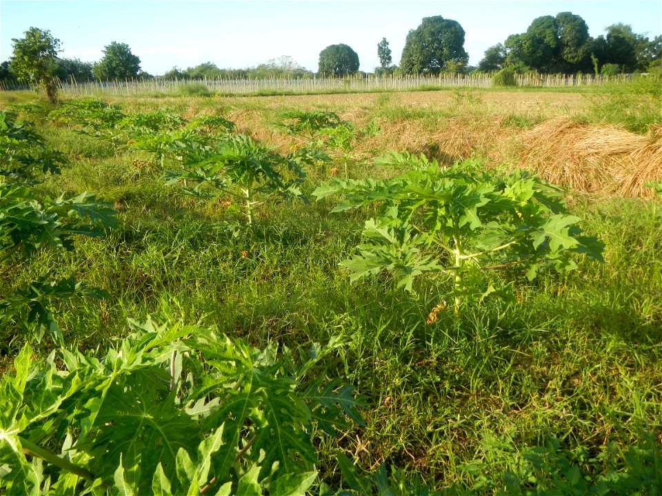 Carica papaya plantations in Angat, Bulacan Trees, grasslands, paddy and vegetable fields in Marungko barangay road, Angat, Bulacan Barangay Marungko  14°56'53"N 121°0'40"E Angat, Bulacan, Bulacan pro