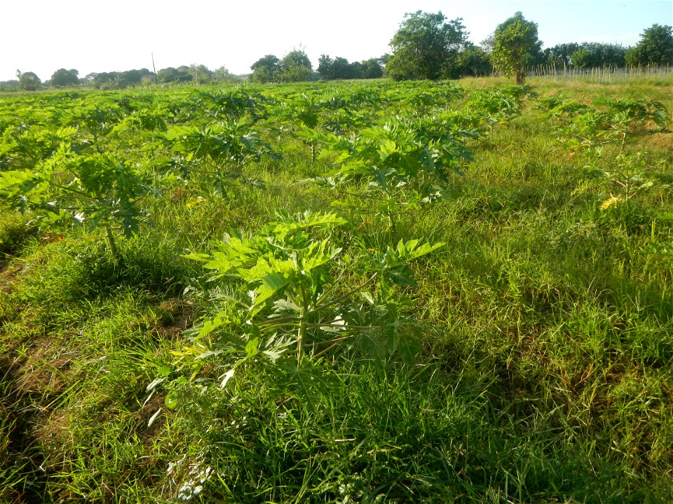 Carica papaya plantations in Angat, Bulacan Trees, grasslands, paddy and vegetable fields in Marungko barangay road, Angat, Bulacan Barangay Marungko  14°56'53"N 121°0'40"E Angat, Bulacan, Bulacan pro
