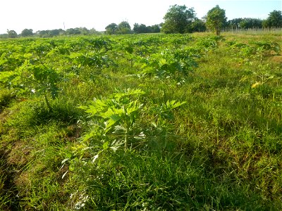 Carica papaya plantations in Angat, Bulacan Trees, grasslands, paddy and vegetable fields in Marungko barangay road, Angat, Bulacan Barangay Marungko  14°56'53"N 121°0'40"E Angat, Bulacan, Bulacan pro