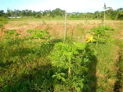Carica papaya plantations in Angat, Bulacan Trees, grasslands, paddy and vegetable fields in Marungko barangay road, Angat, Bulacan Barangay Marungko  14°56'53"N 121°0'40"E Angat, Bulacan, Bulacan pro