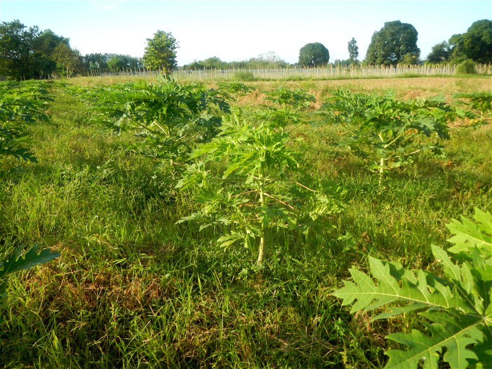 Carica papaya plantations in Angat, Bulacan Trees, grasslands, paddy and vegetable fields in Marungko barangay road, Angat, Bulacan Barangay Marungko  14°56'53"N 121°0'40"E Angat, Bulacan, Bulacan pro