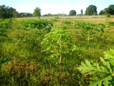 Carica papaya plantations in Angat, Bulacan Trees, grasslands, paddy and vegetable fields in Marungko barangay road, Angat, Bulacan Barangay Marungko  14°56'53"N 121°0'40"E Angat, Bulacan, Bulacan pro