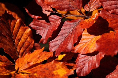 Brown autumn seasons of the year photo