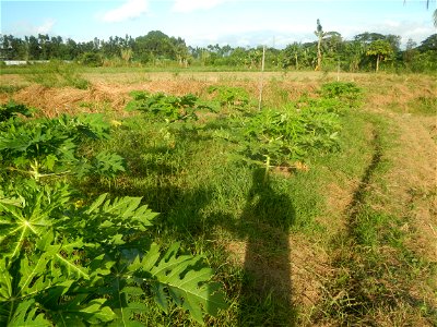 Carica papaya plantations in Angat, Bulacan Trees, grasslands, paddy and vegetable fields in Marungko barangay road, Angat, Bulacan Barangay Marungko  14°56'53"N 121°0'40"E Angat, Bulacan, Bulacan pro