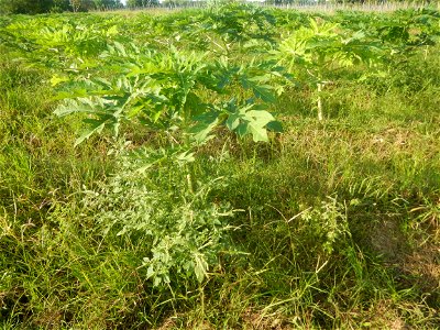 Carica papaya plantations in Angat, Bulacan Trees, grasslands, paddy and vegetable fields in Marungko barangay road, Angat, Bulacan Barangay Marungko  14°56'53"N 121°0'40"E Angat, Bulacan, Bulacan pro