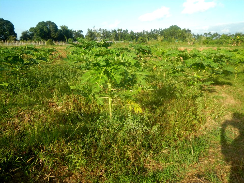 Carica papaya plantations in Angat, Bulacan Trees, grasslands, paddy and vegetable fields in Marungko barangay road, Angat, Bulacan Barangay Marungko  14°56'53"N 121°0'40"E Angat, Bulacan, Bulacan pro