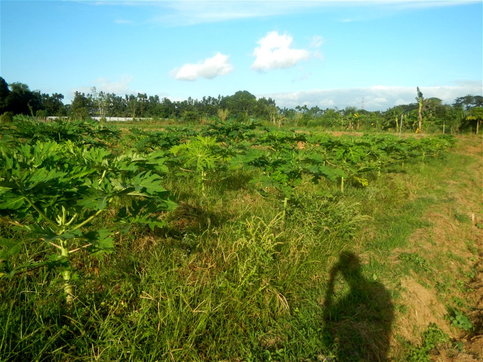 Carica papaya plantations in Angat, Bulacan Trees, grasslands, paddy and vegetable fields in Marungko barangay road, Angat, Bulacan Barangay Marungko  14°56'53"N 121°0'40"E Angat, Bulacan, Bulacan pro