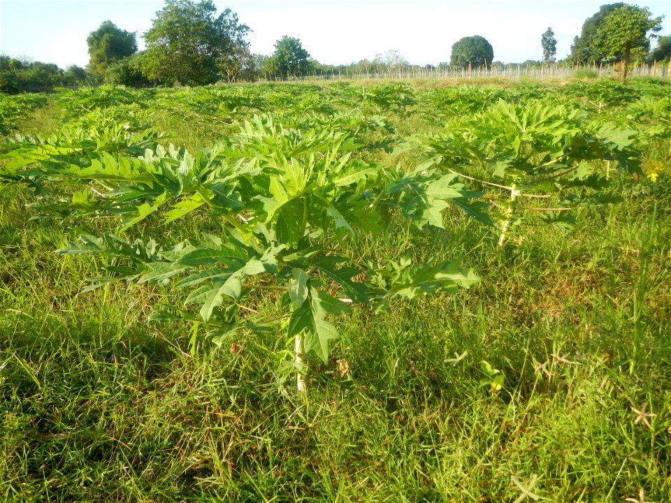 Carica papaya plantations in Angat, Bulacan Trees, grasslands, paddy and vegetable fields in Marungko barangay road, Angat, Bulacan Barangay Marungko  14°56'53"N 121°0'40"E Angat, Bulacan, Bulacan pro