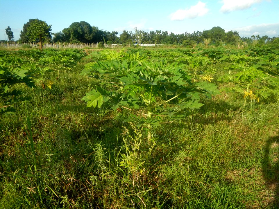 Carica papaya plantations in Angat, Bulacan Trees, grasslands, paddy and vegetable fields in Marungko barangay road, Angat, Bulacan Barangay Marungko  14°56'53"N 121°0'40"E Angat, Bulacan, Bulacan pro