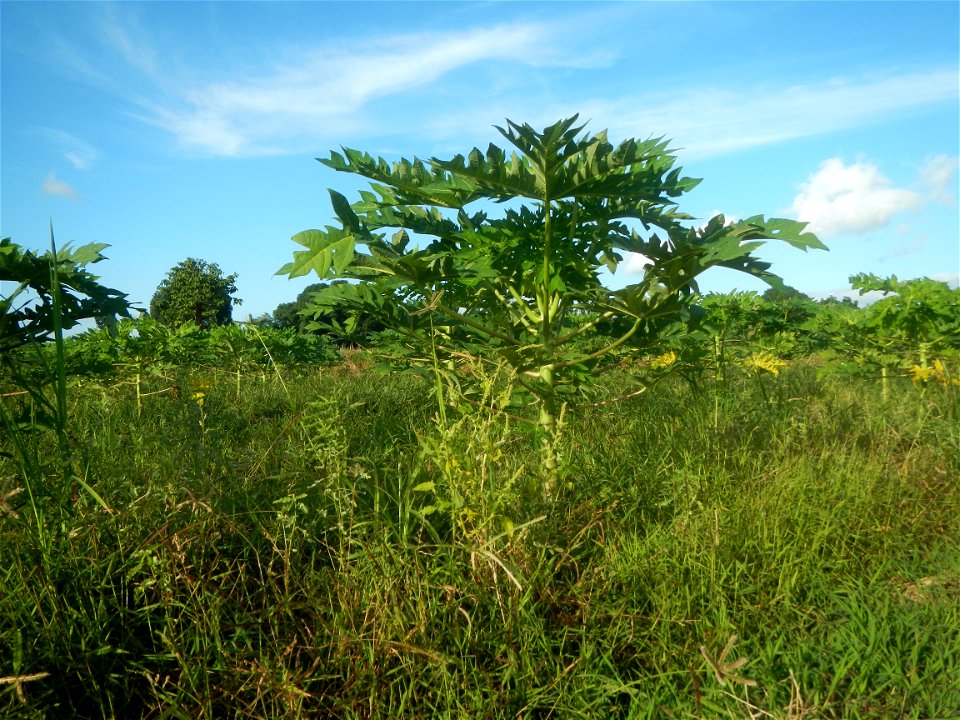 Carica papaya plantations in Angat, Bulacan Trees, grasslands, paddy and vegetable fields in Marungko barangay road, Angat, Bulacan Barangay Marungko  14°56'53"N 121°0'40"E Angat, Bulacan, Bulacan pro