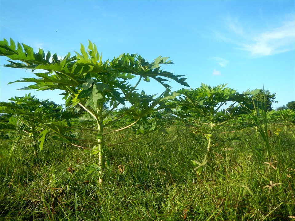 Carica papaya plantations in Angat, Bulacan Trees, grasslands, paddy and vegetable fields in Marungko barangay road, Angat, Bulacan Barangay Marungko 14°56'53"N 121°0'40"E Angat, Bulacan, Bulacan pro photo