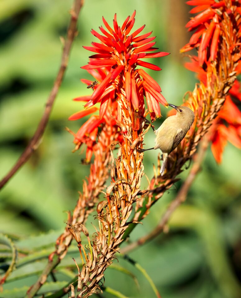 Avian small female