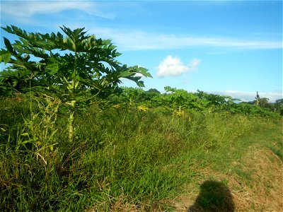 Carica papaya plantations in Angat, Bulacan Trees, grasslands, paddy and vegetable fields in Marungko barangay road, Angat, Bulacan Barangay Marungko  14°56'53"N 121°0'40"E Angat, Bulacan, Bulacan pro