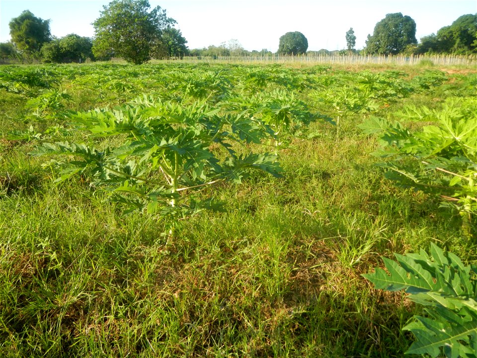 Carica papaya plantations in Angat, Bulacan Trees, grasslands, paddy and vegetable fields in Marungko barangay road, Angat, Bulacan Barangay Marungko  14°56'53"N 121°0'40"E Angat, Bulacan, Bulacan pro