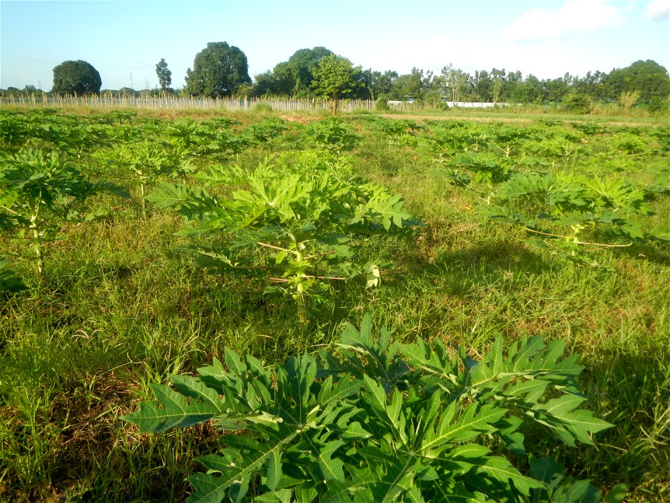 Carica papaya plantations in Angat, Bulacan Trees, grasslands, paddy and vegetable fields in Marungko barangay road, Angat, Bulacan Barangay Marungko  14°56'53"N 121°0'40"E Angat, Bulacan, Bulacan pro