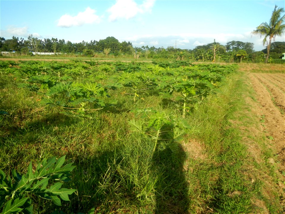 Carica papaya plantations in Angat, Bulacan Trees, grasslands, paddy and vegetable fields in Marungko barangay road, Angat, Bulacan Barangay Marungko  14°56'53"N 121°0'40"E Angat, Bulacan, Bulacan pro