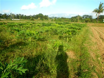 Carica papaya plantations in Angat, Bulacan Trees, grasslands, paddy and vegetable fields in Marungko barangay road, Angat, Bulacan Barangay Marungko 14°56'53"N 121°0'40"E Angat, Bulacan, Bulacan pro photo