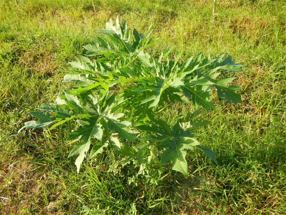 Carica papaya plantations in Angat, Bulacan Trees, grasslands, paddy and vegetable fields in Marungko barangay road, Angat, Bulacan Barangay Marungko  14°56'53"N 121°0'40"E Angat, Bulacan, Bulacan pro