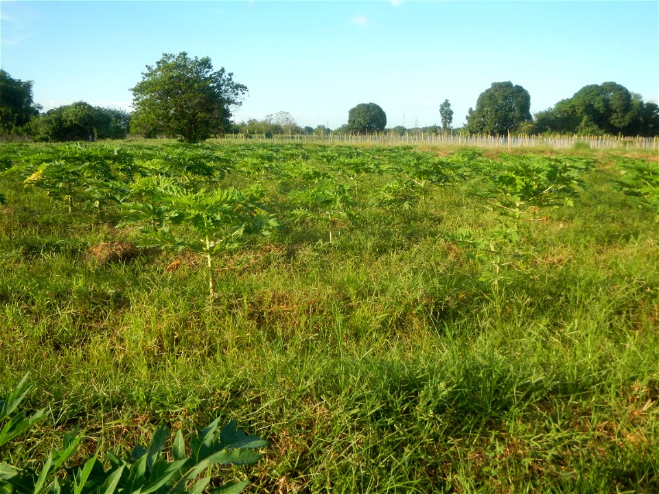Carica papaya plantations in Angat, Bulacan Trees, grasslands, paddy and vegetable fields in Marungko barangay road, Angat, Bulacan Barangay Marungko  14°56'53"N 121°0'40"E Angat, Bulacan, Bulacan pro