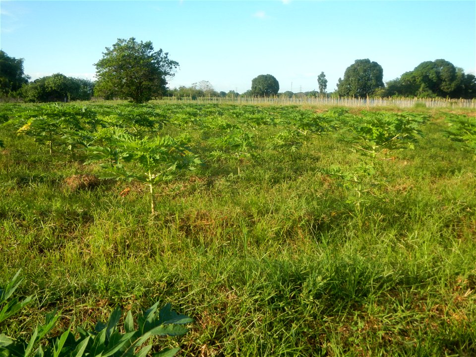 Carica papaya plantations in Angat, Bulacan Trees, grasslands, paddy and vegetable fields in Marungko barangay road, Angat, Bulacan Barangay Marungko 14°56'53"N 121°0'40"E Angat, Bulacan, Bulacan pro photo