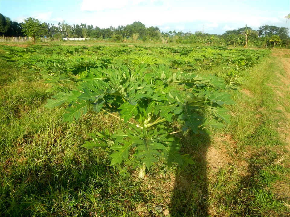 Carica papaya plantations in Angat, Bulacan Trees, grasslands, paddy and vegetable fields in Marungko barangay road, Angat, Bulacan Barangay Marungko  14°56'53"N 121°0'40"E Angat, Bulacan, Bulacan pro