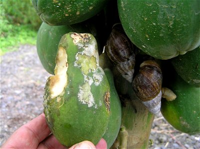 African snails (Achatina fulica) and their feeding injury to papaya fruits. The whitish mycelium is Phytophthora palmivora | Read: www.ctahr.hawaii.edu/oc/freepubs/pdf/PD-53.pdf
