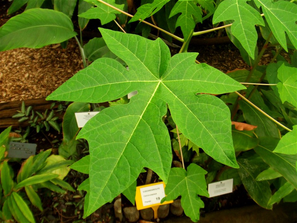 Carica papaya, picture taken at the Botanische tuin TU Delft in Delft, The Netherlands