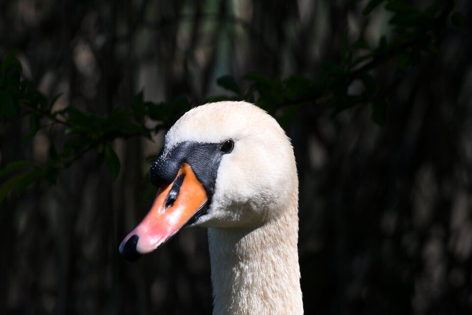 Nature animal world animal