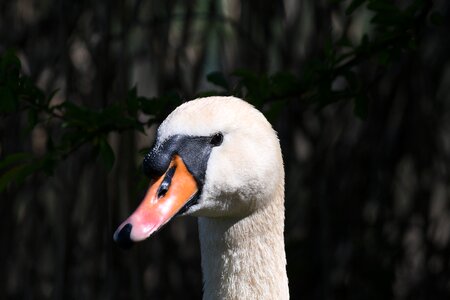 Nature animal world animal