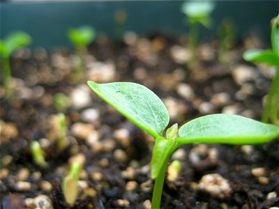 A papaya seedling (Carica papaya).