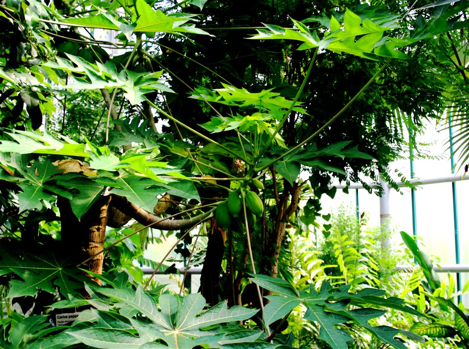 Tropical tree with fruits Carica papaya in Botanical Garden Liberec, Czech Republic