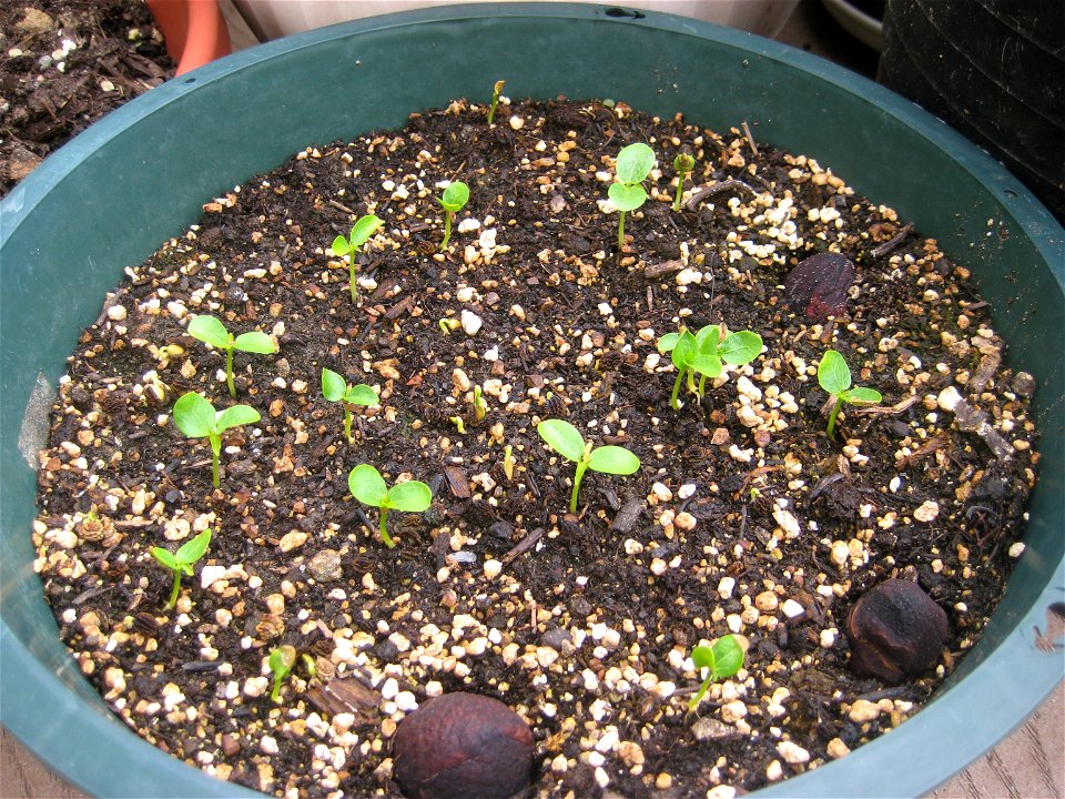 Papaya seedlings (Carica papaya).