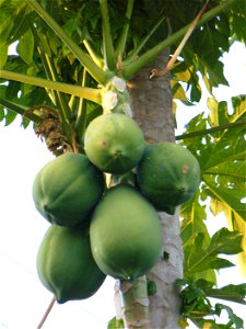 I am the originator of this photo. I hold the copyright. I release it to the public domain. This photo depicts fruit.