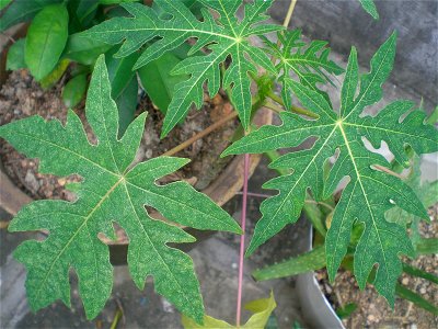香港常見綠葉植物