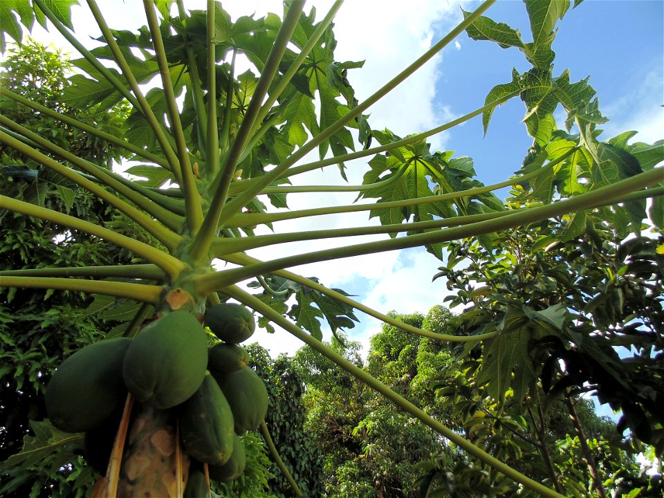 mamoeiro em frutos