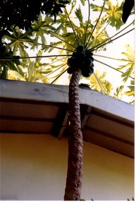 Palm in the garden at Majunga, Madagascar photo