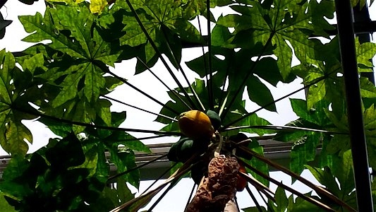 Carica papaya L. Papaya. University of Warsaw Botanic Garden photo