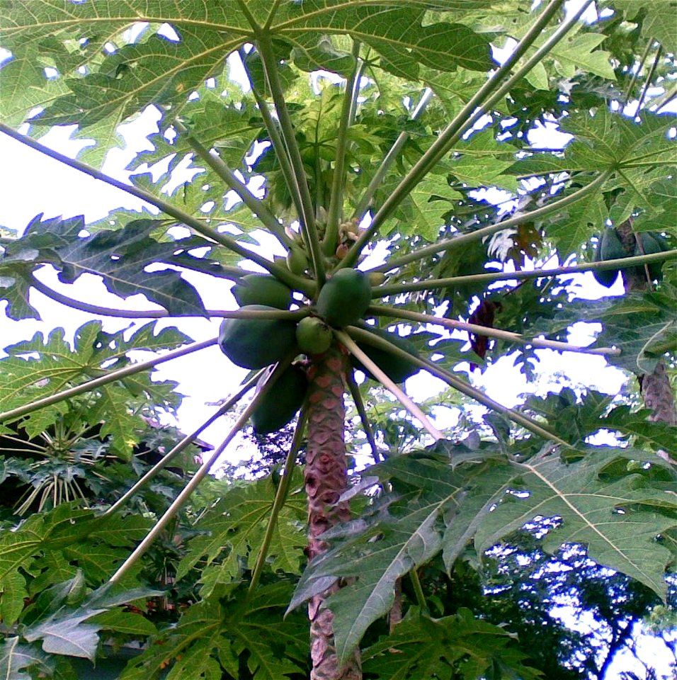Picture of a few papayas, a common fruit in Bangladesh.