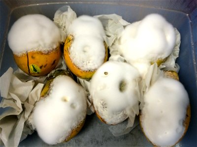 These symptoms developed 7 days after inoculation with an agar plug containing pathogen sporangia. The white, cottony masses are Phytophthora palmivora, the plant pathogen. photo