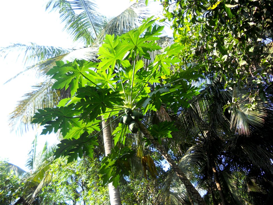 A banana 'tree' in Palakkad, Kerala, India.