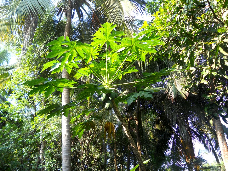 A banana 'tree' in Palakkad, Kerala, India.
