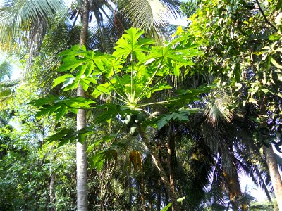 A banana 'tree' in Palakkad, Kerala, India. photo