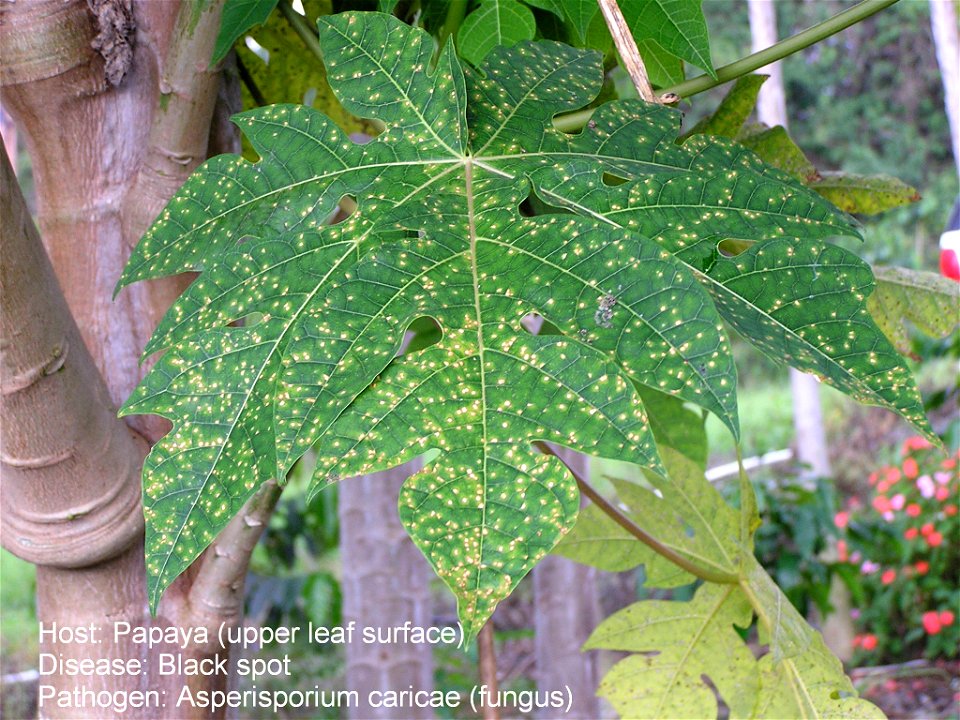 Black spot of papaya caused by Asperisporium caricae. photo