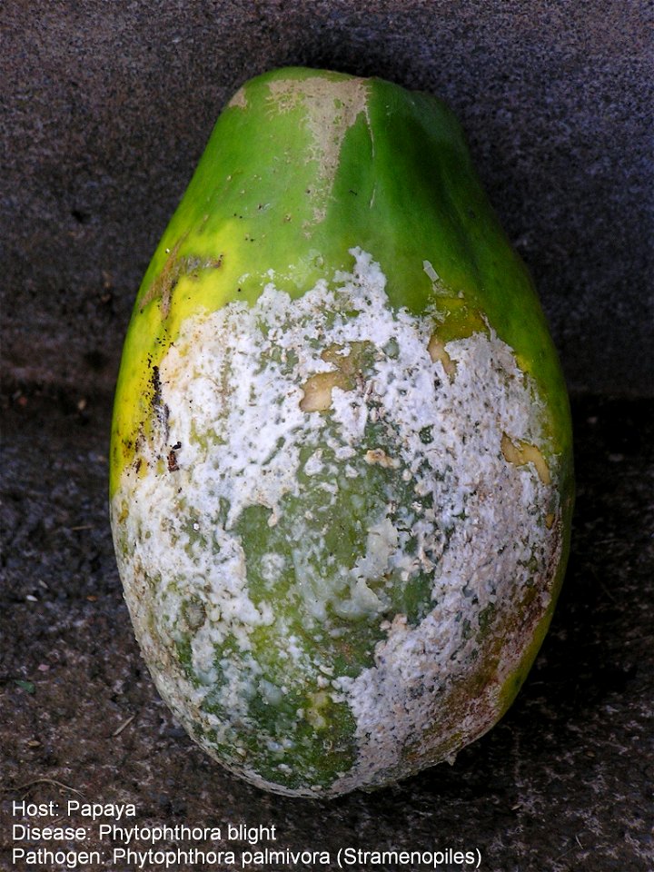 Phytophthora blight of papaya caused by Phytophthora palmivora | Read: www.ctahr.hawaii.edu/oc/freepubs/pdf/PD-53.pdf
