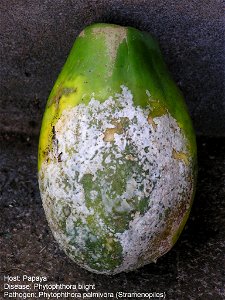 Phytophthora blight of papaya caused by Phytophthora palmivora | Read: www.ctahr.hawaii.edu/oc/freepubs/pdf/PD-53.pdf photo