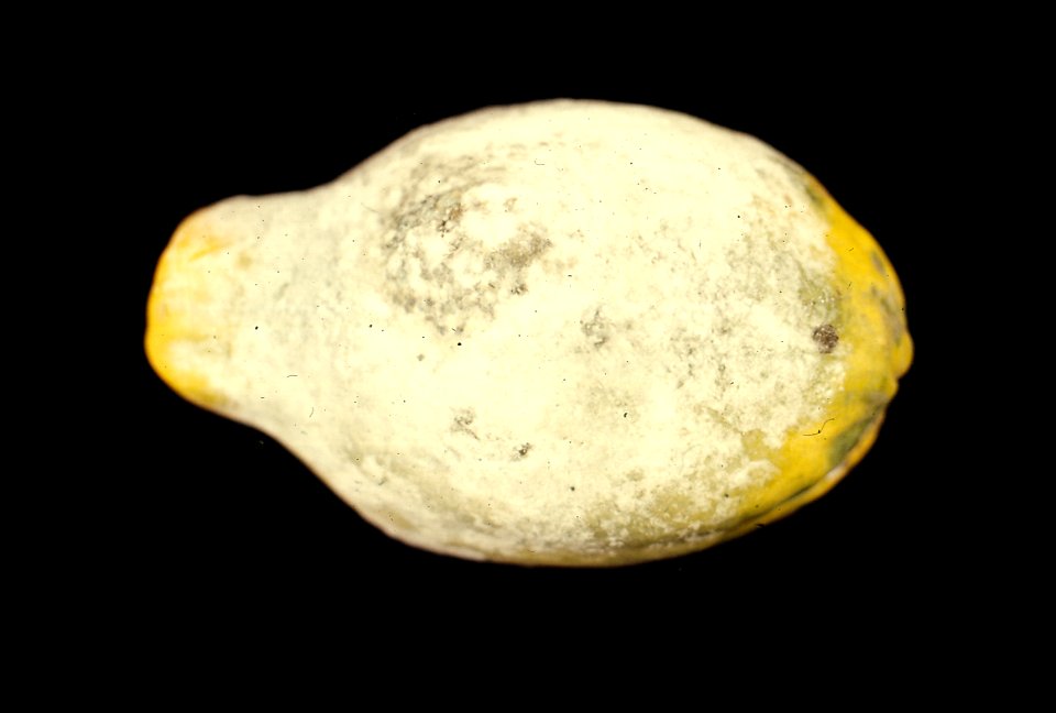 Phytophthora blight of papaya (Carica papaya) | Read: www.ctahr.hawaii.edu/oc/freepubs/pdf/PD-53.pdf